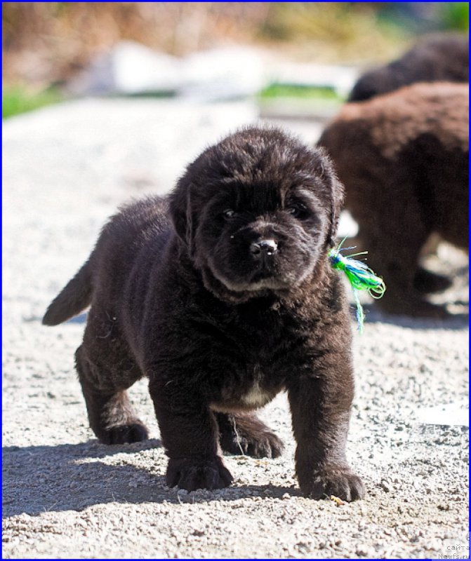 Фото: ньюфаундленд Браунблад МСК Хаким Голд Хайдар (Brownblood MSK Hakim Gold Haydar), ньюфаундленд Ньюфорт Лапочка Дочка, дети