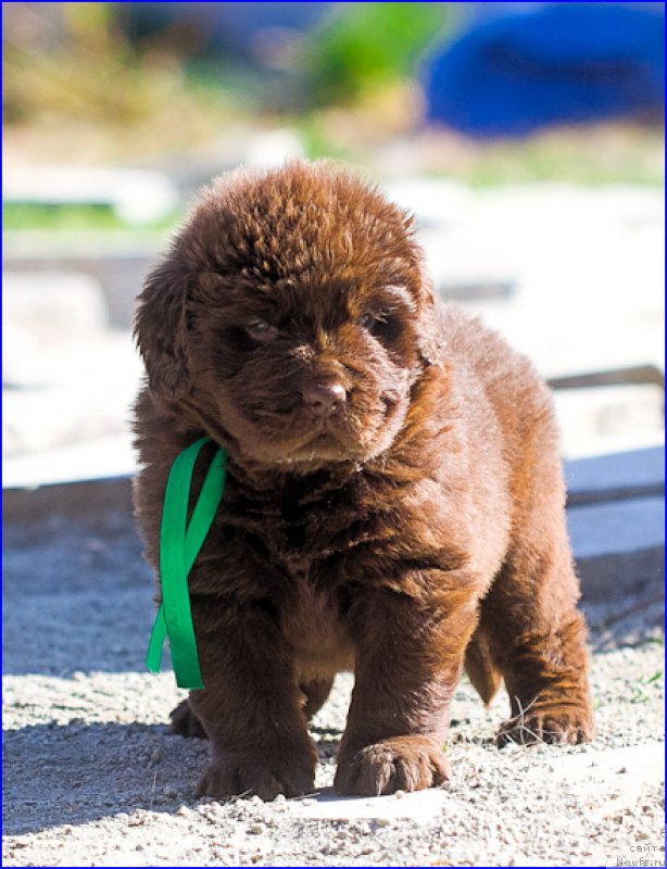 Фото: ньюфаундленд Браунблад МСК Хаким Голд Хайдар (Brownblood MSK Hakim Gold Haydar), ньюфаундленд Ньюфорт Лапочка Дочка, дети