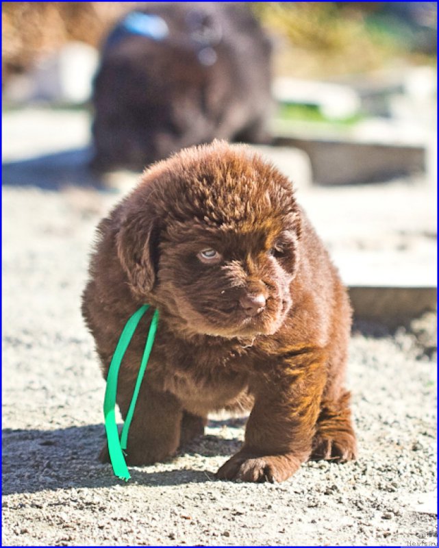 Фото: ньюфаундленд Браунблад МСК Хаким Голд Хайдар (Brownblood MSK Hakim Gold Haydar), ньюфаундленд Ньюфорт Лапочка Дочка, дети