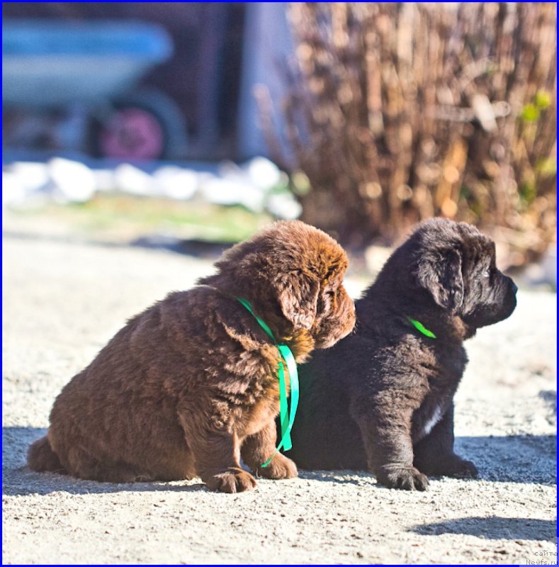 Фото: ньюфаундленд Браунблад МСК Хаким Голд Хайдар (Brownblood MSK Hakim Gold Haydar), ньюфаундленд Ньюфорт Лапочка Дочка, дети