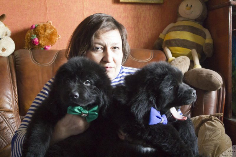 Фото: ньюфаундленд Саиф Созвездие Ориона, ньюфаундленд Сириус Большой Пес, Лилиана Рахматова