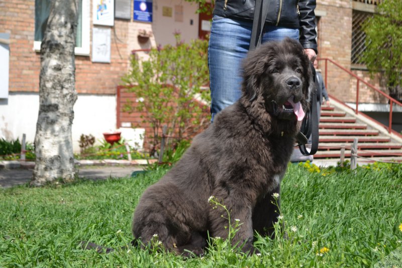 Фото: ньюфаундленд Талисман Моря Лэнд Ровер