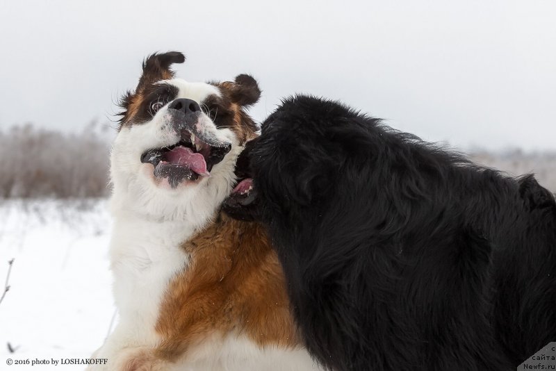 Фото: ньюфаундленд Вакула Олимпийский Мишка, Принцесса