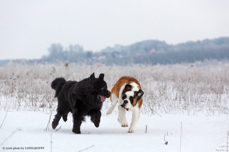 Фото: ньюфаундленд Вакула Олимпийский Мишка, Принцесса