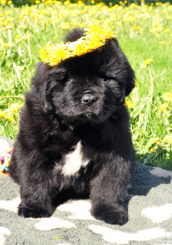 Фотография № 207425