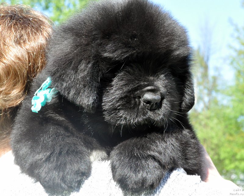 Фото: Бегущая по волнам Год Блесс Квин