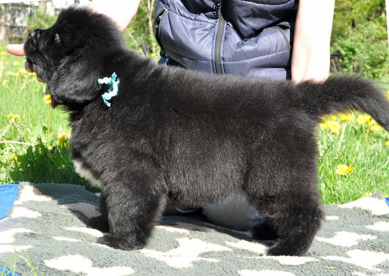 Фото: Бегущая по волнам Год Блесс Квин