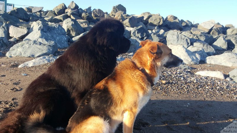 Фото: ньюфаундленд Акватория Келвин Ю Мэйк Май Дрим