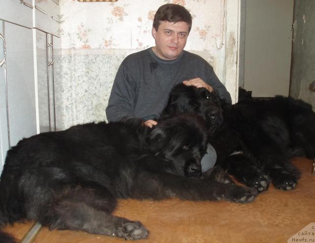 Фото: ньюфаундленд Алекс Диксон, Олег Бочаров, ньюфаундленд Маг Исполин Копперфильд