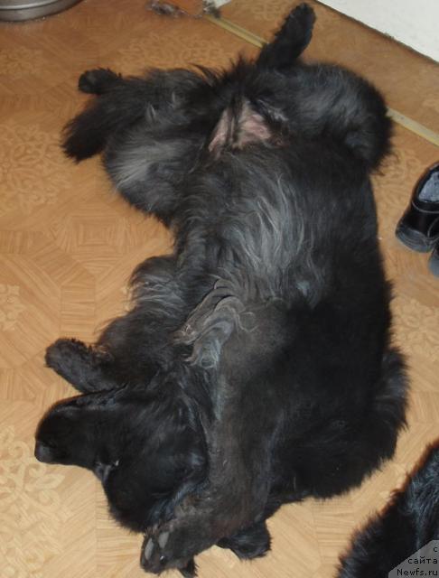 Фото: ньюфаундленд Алекс Диксон