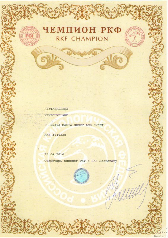Фото: ньюфаундленд Черная Мафия Шорт анд Свеет (Chernaya Mafia Short and Sweet)