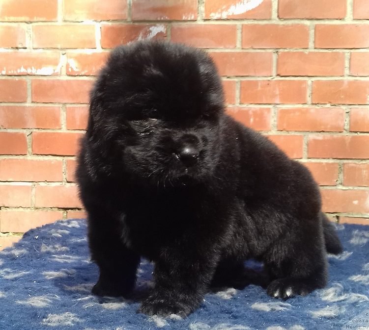 Фото: ньюфаундленд Супер Премиум Царь Баловень