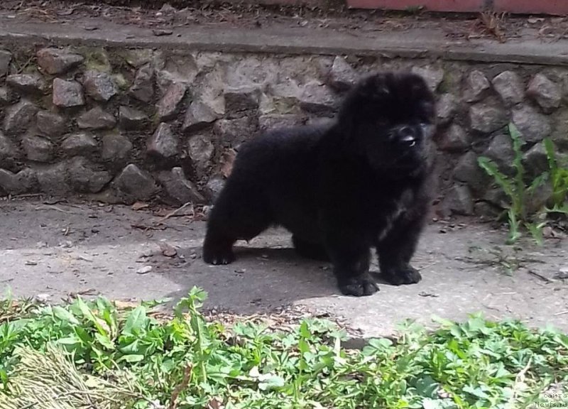 Фото: ньюфаундленд Супер Премиум Царь Баловень