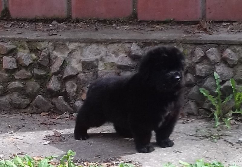 Фото: ньюфаундленд Супер Премиум Царь Баловень