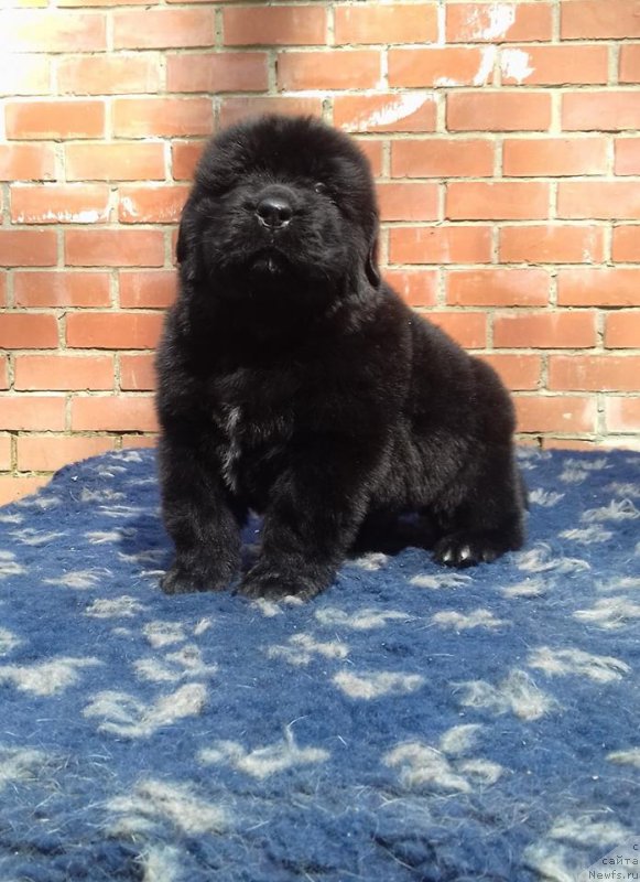 Фото: ньюфаундленд Супер Премиум Царь Баловень