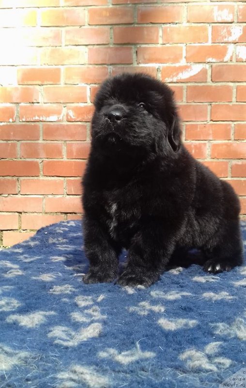 Фото: ньюфаундленд Супер Премиум Царь Баловень