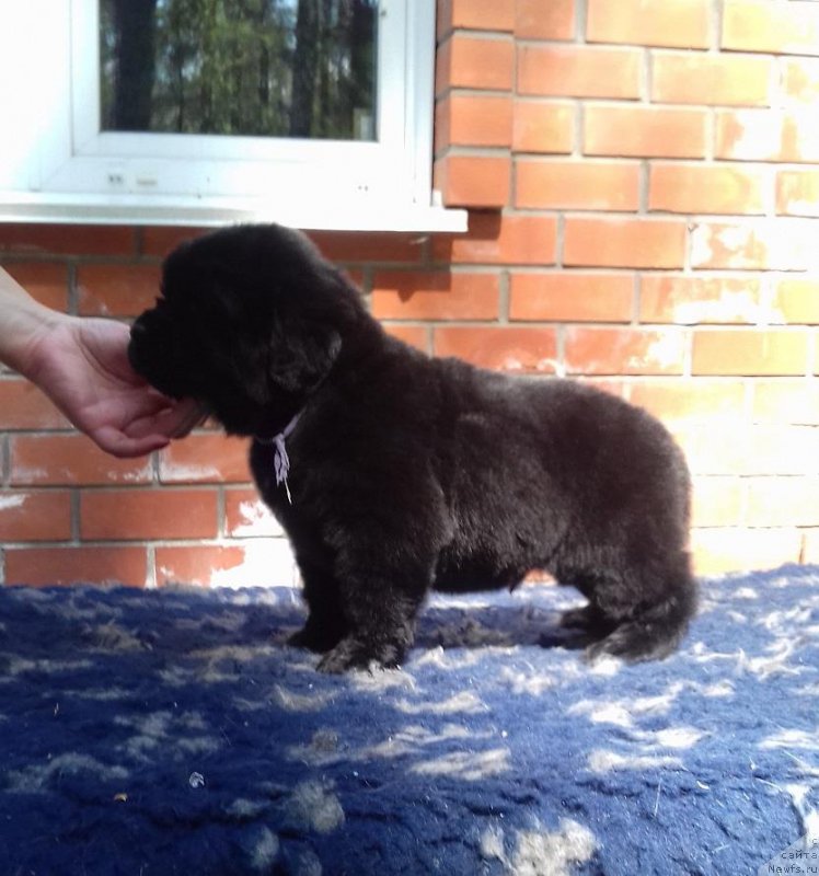 Фото: ньюфаундленд Супер Премиум Цириус