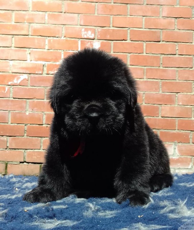 Фотография № 207469