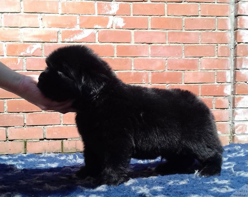 Фотография № 207470