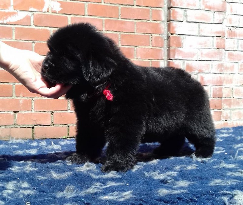 Фотография № 207471