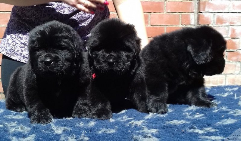 Фотография № 207472