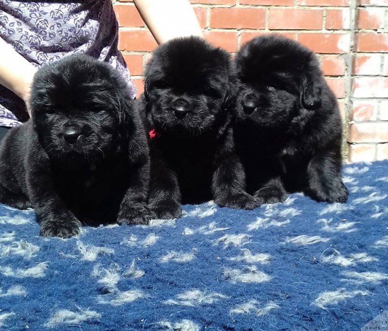 Фотография № 207473