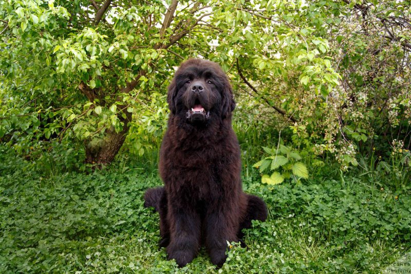 Фотография № 207477