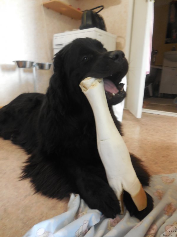 Фото: ньюфаундленд Белкондер-Клаб Ямайка Блю Маунтин (Belkonder-Club Jamaica Blue Mountin)