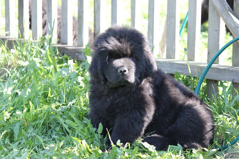 Фото: ньюфаундленд Терра Виктория Булава Богатыря