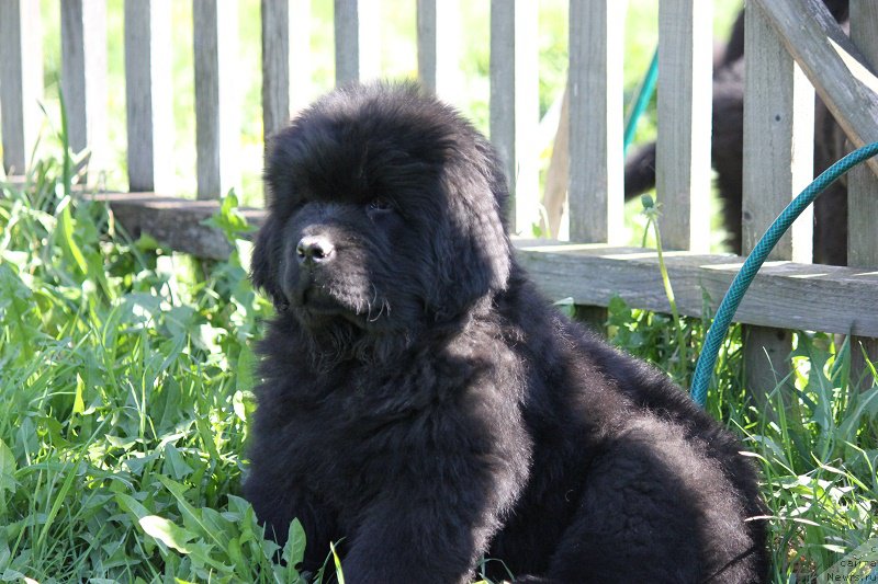 Фотография № 207533