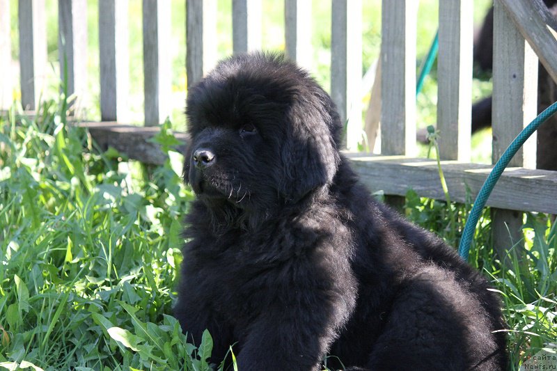 Фотография № 207534