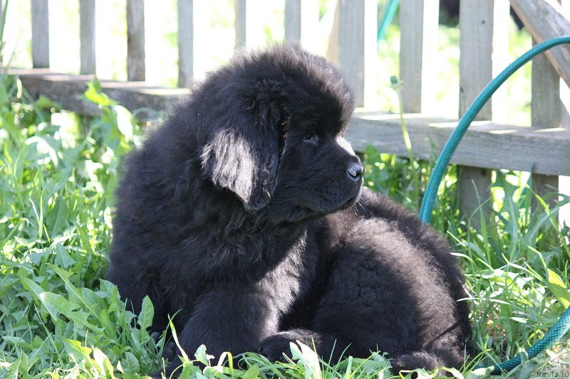 Фотография № 207535