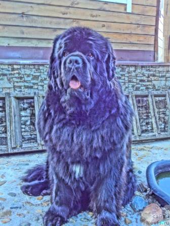 Фото: ньюфаундленд Радомир из Племени Кедра