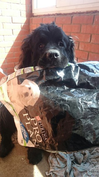 Фото: ньюфаундленд Белкондер-Клаб Биг Перпл (Belkonder-Club Big Purple)