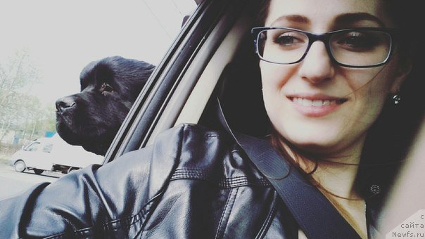 Фото: ньюфаундленд Белкондер-Клаб Биг Перпл (Belkonder-Club Big Purple)