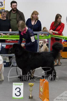 Фото: ньюфаундленд Дон с Берега Дона (Don s Berega Dona)