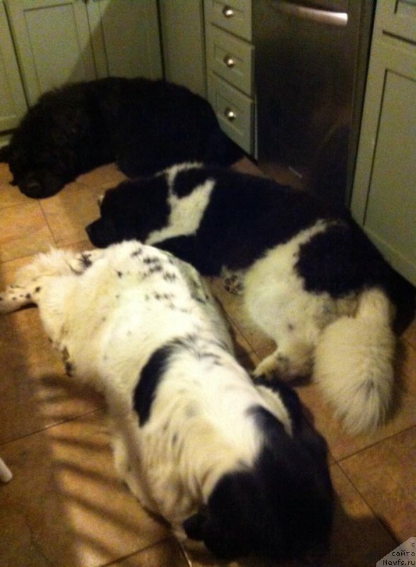 Фото: ньюфаундленд Флюфи Аваланч Закария