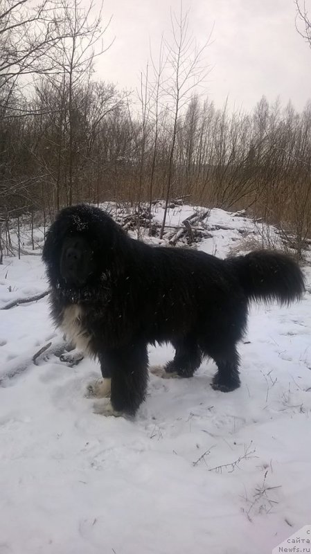 Фото: Ф.А. Аурелиус Неро