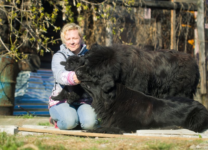 Фото: ньюфаундленд Ньюфорт Тайм'с Голд Алекса