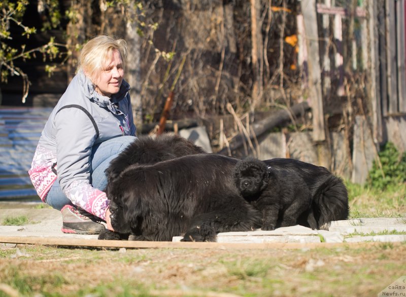 Фото: ньюфаундленд Ньюфорт Тайм'с Голд Алекса, ньюфаундленд Ньюфорт Лапочка Дочка
