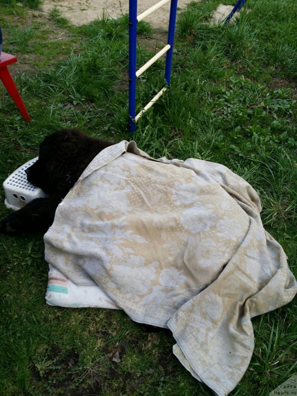 Фото: ньюфаундленд Смигар Блонди Мэрилин (Smigar Blondy Marilyn)