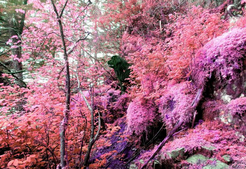 Фотография № 207566