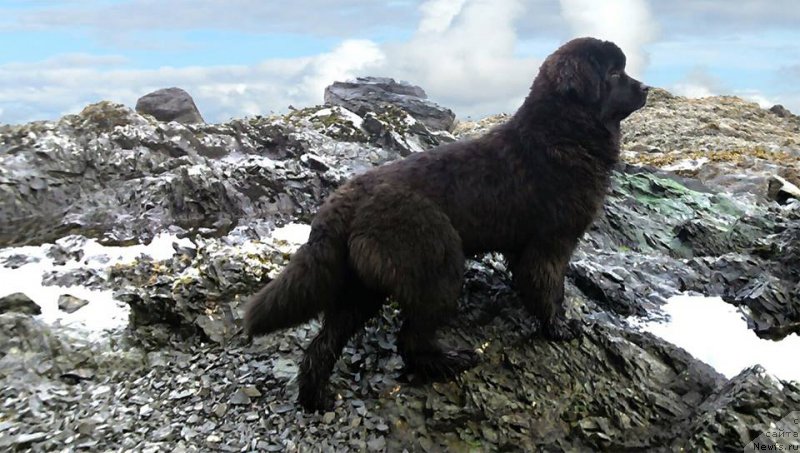 Фотография № 207569