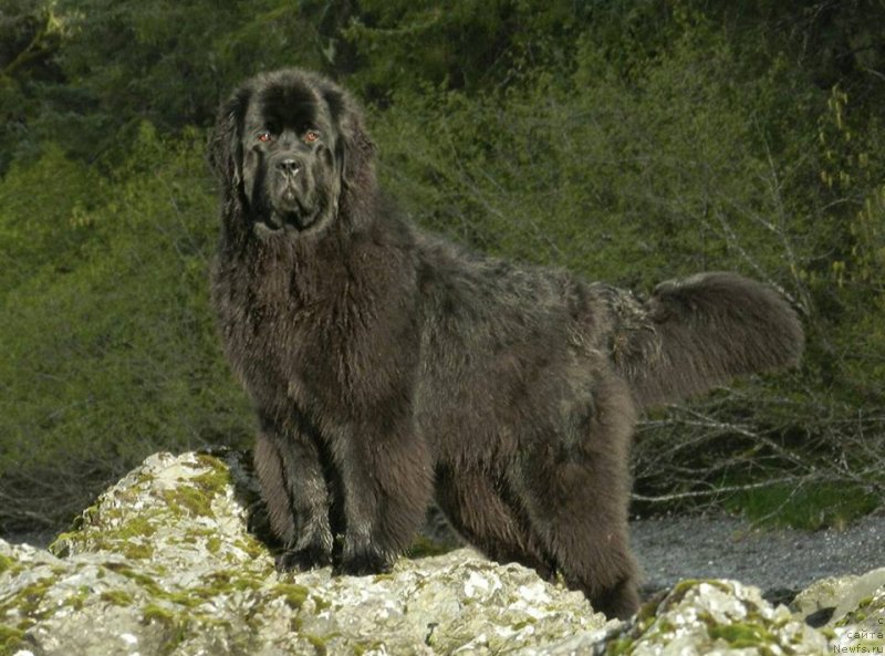 Фотография № 207570