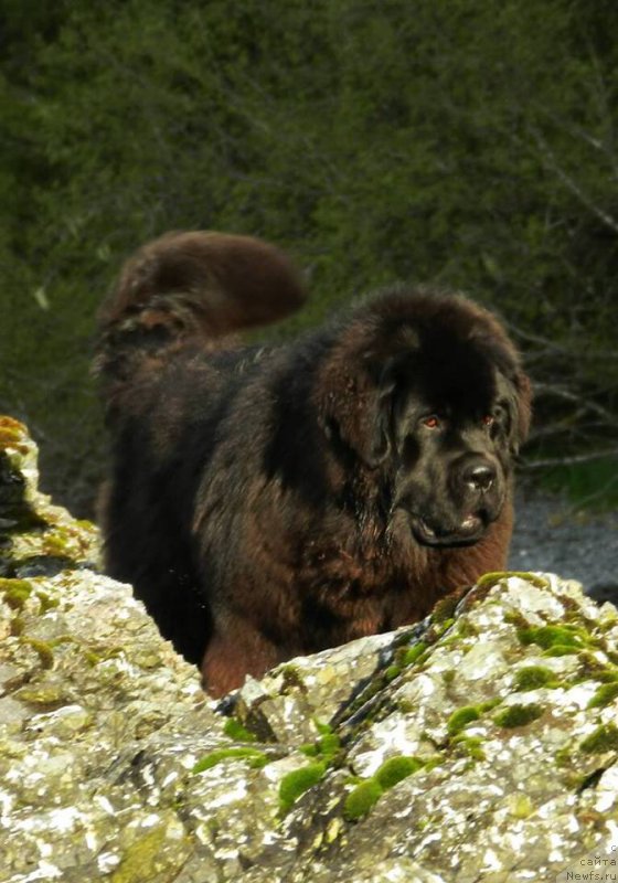 Фото: ньюфаундленд Черная Мафия Ангел Амонг Ус (Chernaya Mafia Аngel Among Us)