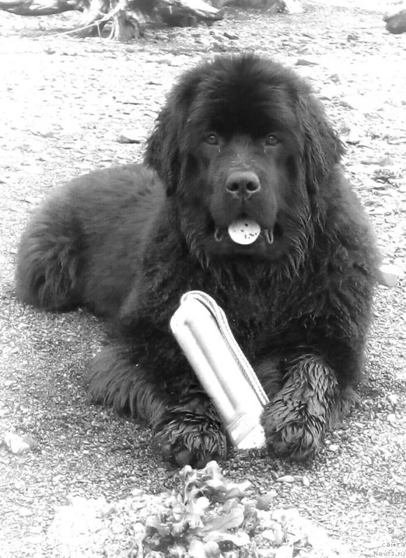 Фотография № 207573