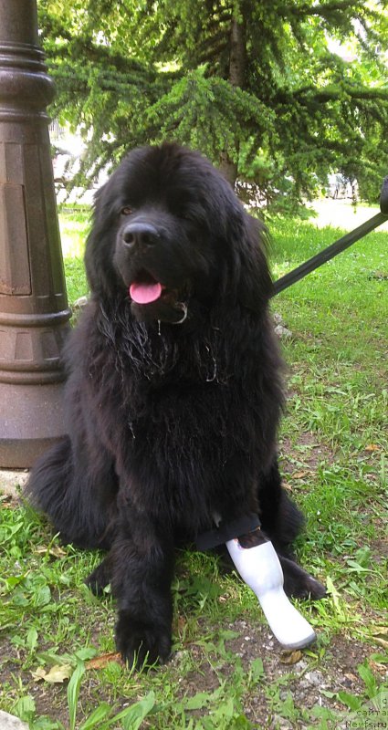 Фото: ньюфаундленд Браунблад МСК Харита Хавва (Brownblood MSK Harita Havva)