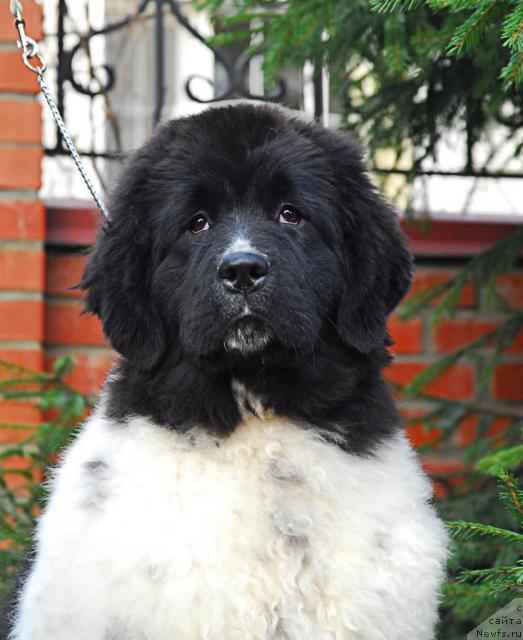 Фотография № 20758