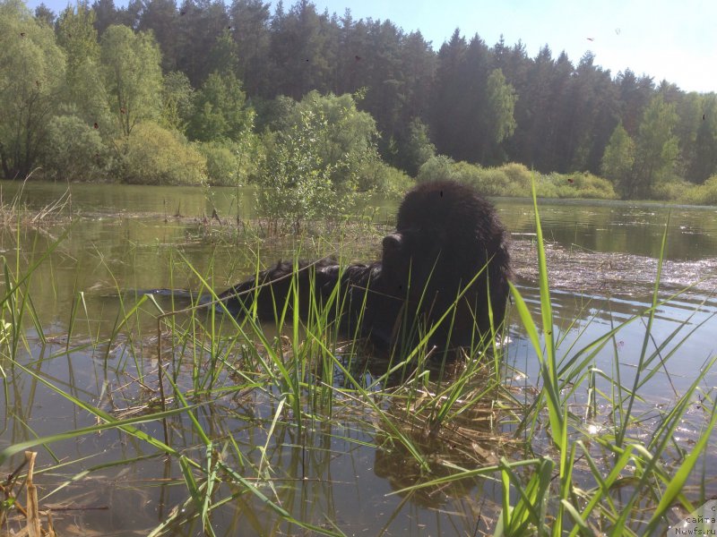 Фото: ньюфаундленд Их Высочество Бишоп Карл (Ih Visochestvo Bishop Karl)