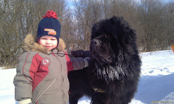 Фото: ньюфаундленд Блек Гениус Бриллиант